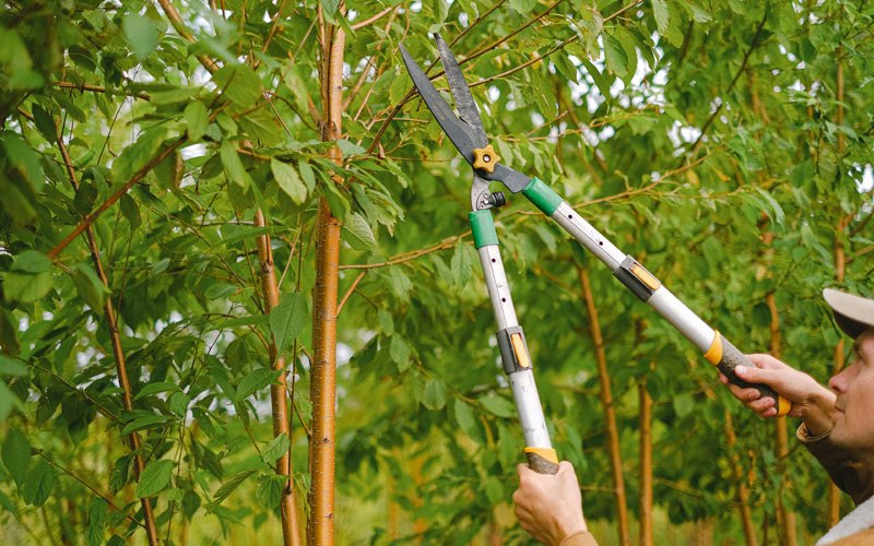 Tree trimming in Albany, OR